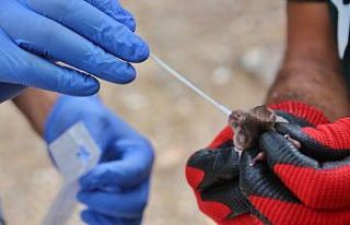 Doğanın gizemli türü yarasaların sırları ÇAKÜ’de...