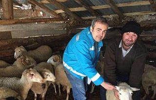 Domaniç’te anaç koyun, keçi tespit ve denetim...