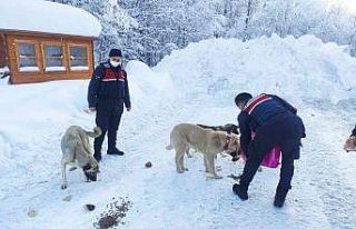 Domaniç’te sokak hayvanları için yemleme çalışması