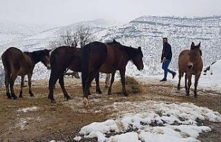 Donmak üzere olan atlara hayırsever vatandaş sahip...