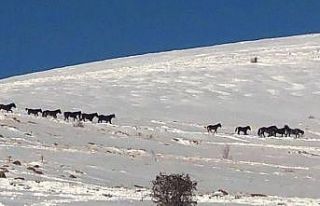 Drone kamerasına takılan yılkı atları eşsiz...