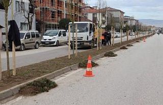 Düzce Belediyesi bin 920 ağaç dikimi yaptı