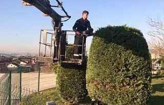 Düzce’de ağaçlar budanıyor