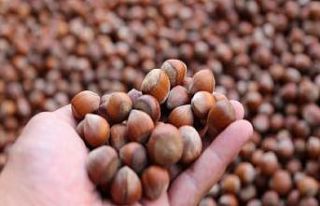 Düzce’den Ocak ayında 2 bin tondan fazla fındık...