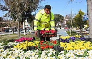 Edremit bahara erken girdi