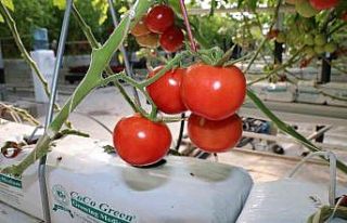 Eksi 20 derecede dahi üretim devam ediyor