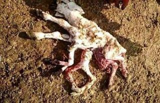 Elazığ’da 8 ayaklı kuzuyu görenler gözlerine...