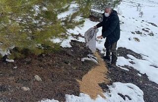 Elazığ’da yaban hayvanları için doğaya yem...