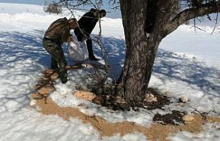 Elazığ’da yemleme çalışmaları sürüyor
