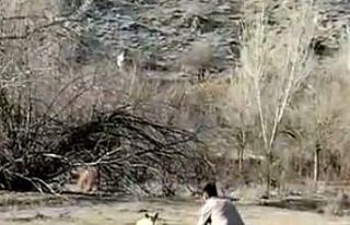 Elleriyle kurt besledi