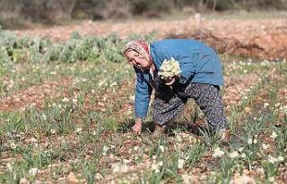 EMİTT, nergis kokacak