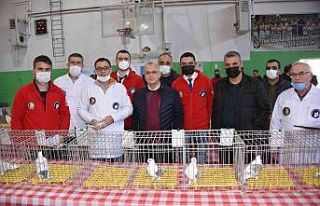 En güzel Hünkari güvercinler Salihli’de yarıştı