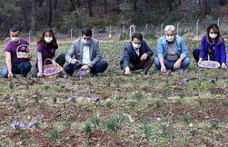 Endemik türlerden Muğla ekonomisine 62 milyon TL...