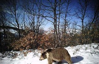 Erzincan’da yaban hayat fotokapanlarla görüntülendi