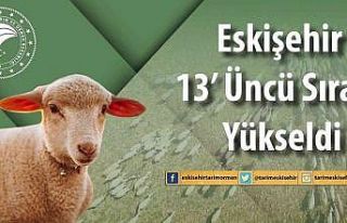 Eskişehir’de küçükbaş hayvan sayısı arttı