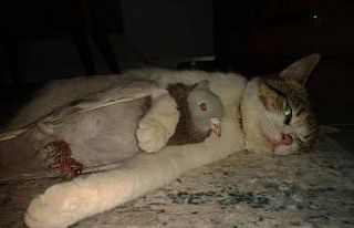 Ezeli düşmanların dostluğu kısa sürdü