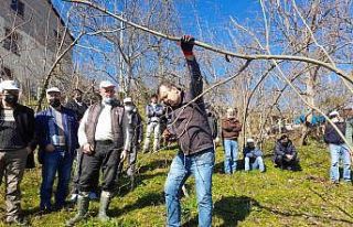Fındık üreticisine budama ve gübrelere eğitimi...