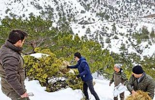 Gölbaşı’daki yaban hayvanlarına yem bırakıldı