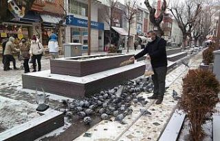 Güvercinler Hamamyolu’na her gün onun için geliyor