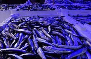 Hamsi avı azalınca ihracatı da düştü