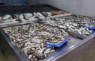 Hamsi tükendi, tezgâhlar istavrit ve mezgite kaldı