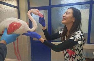 Hasta flamingo sağlığına kavuşacak
