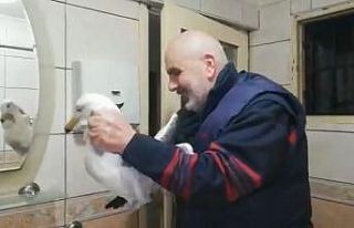 Hava boşluğuna düşen martıyı vatandaşlar kurtardı