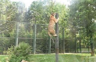 Hayvanat Bahçesi’nde çarşamba günleri ‘Halk...