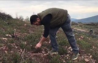 Hedef 20 bin tohum topu