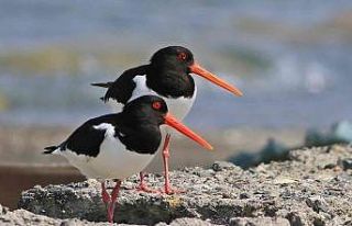 Hersek Lagünü’nde Poyrazkuşu sevinci
