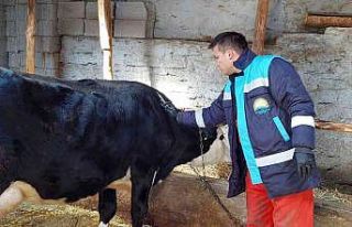 Hisarcık’ta büyükbaş hayvan aşılama çalışmaları