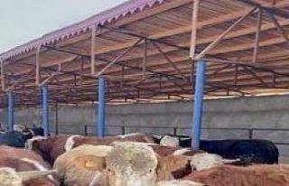 Iğdır’da hayvan satışı vaadiyle dolandırıcılık...