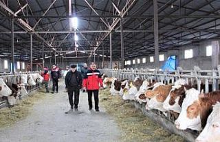 Iğdır’da hayvanlar için aşılama çalışmaları...