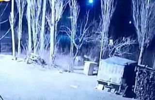 Iğdır’da köye inen 6 aç kurt, köpeği parçaladı