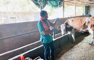 Iğdır’da suni tohumlama çalışmaları devam...