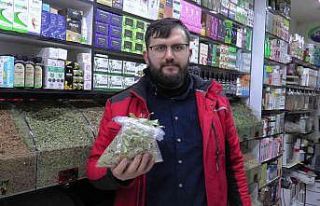 Ihlamurun kilosu 350 TL’den alıcı buluyor