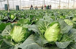 İhracata yeni bir ürün eklendi; Mini lahananın...