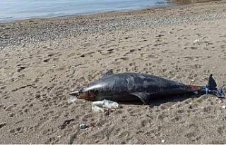 İki metre boyundaki ölü yunus kıyıya vurdu