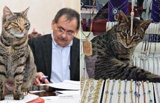 İki şanslı kedi: Mayıs ve Zeytin