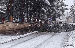 Isparta’da kar yağışına dayanamayan ağaçlar...