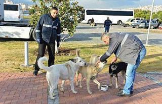 İzmir Büyükşehir, can dostlara mama dağıtımını...
