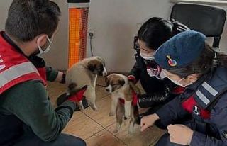 Jandarma doğada yaralı bulduğu hayvanları koruma...