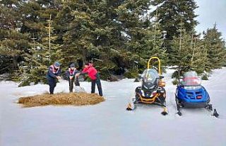 Jandarma ekipleri Ilgaz Dağı’ndaki hayvanları...