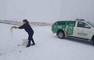 Jandarma ekipleri yaban hayvanları için doğaya...