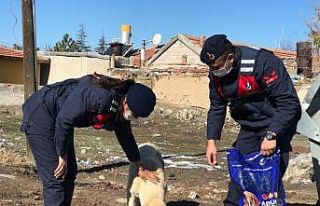 Jandarma ve polisten sokak hayvanlarına mama desteği
