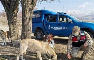 Jandarmadan sokak hayvanlarına mama desteği