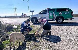 Jandarmadan sokak hayvanlarına mama ve su desteği