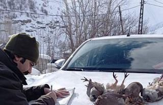 Kaçak keklik avcıları Van DKMP ekiplerine yakalandı