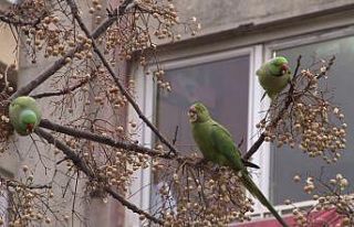 Kadıköy’de yeşil papağan sürüsü görenleri...