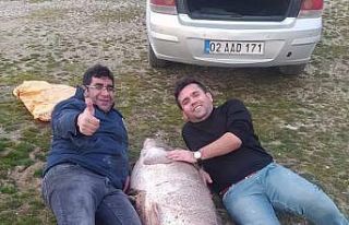 Kahta’da insan boyunda turna balığı yakalandı